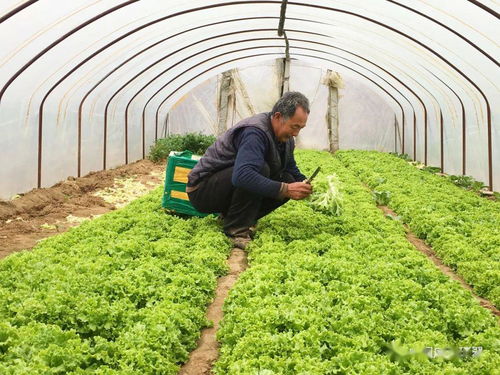 產銷對接顯成效 30噸滯銷蔬菜成功售出，畜產品購銷貿易同步拓展