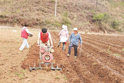 助農(nóng)小分隊(duì)田間行，農(nóng)事繁忙展新顏