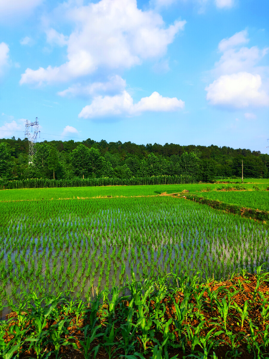 蛙聲稻浪里的田園詩